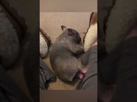 Wombat Scratches Himself