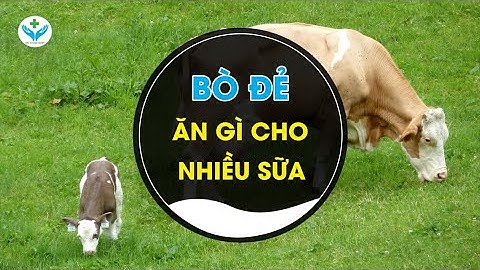 1 ống sữ bò gạo là bao nhiêu gr năm 2024