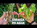 ENRAIZAN en DÍAS, Solo necesitas Esto para REPRODUCIR estas AROMÁTICAS | Huerto urbano y Plantas