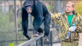 видео: Вы ДОЛЖНЫ УВИДЕТЬ это видео! Вот так Олег Зубков не усыпляя переводит в вольер НЕ РУЧНЫХ ШИМПАНЗЕ!!! картинка: Вы ДОЛЖНЫ УВИДЕТЬ это видео! Вот так Олег Зубков не усыпляя переводит в вольер НЕ РУЧНЫХ ШИМПАНЗЕ!!!