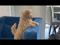 Cute Cavapoo Puppy and Cat: Frenemies Episode 3