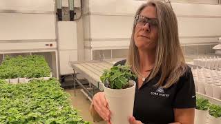 Breeding Soybeans With Enhanced Phytophthora Resistance