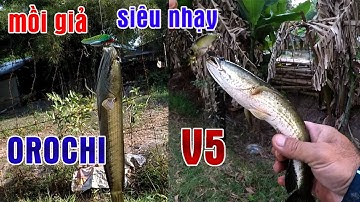 Cá Sắt Orochi ● V5 Câu Cá Lóc Siêu Nhạy Mùa Nước Rút | Tâm Râu Vlog #105