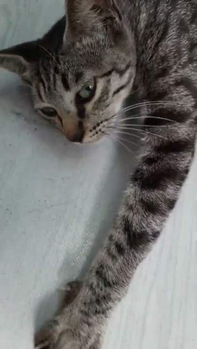 kenapa miyyooo ? lemah letih lesu lunglai ? tak bersemangat! 😸 lelah ngurusin anak2 yah ? melamunin