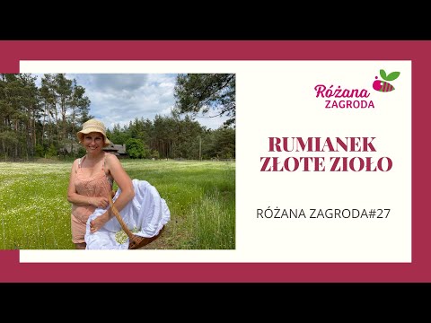 Złote Zioło - Rumianek od siewu po zbiór odc.27