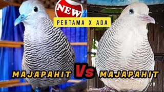 Perkutut Cemani Majapahit Gacor Vs Silver Majapahit Gacor