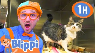 Blippi Visits an Animal Shelter \& Plays with Cute Pets! | 1 HOUR OF BLIPPI | Animal Videos for Kids