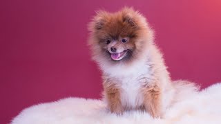 Pomeranian Siblings Double the Fun and Cuteness by Pomeranian USA 65 views 17 hours ago 4 minutes, 12 seconds