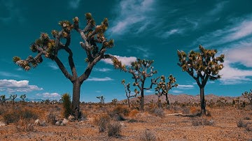 Relax Your Mind in Joshua Tree California - 8 Hours of 4k - Serene Landscape, Trees, Clouds, Wind