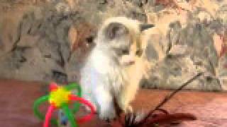 MVI_1266.AVI