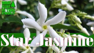 Star Jasmine - Can be used as a climbing vine, a groundcover, and a fragrant potted plant