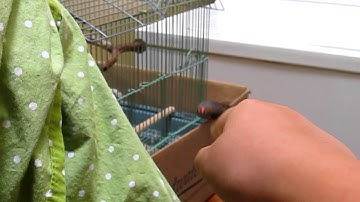 SUPER ANGRY Zebra FInch!