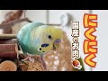 「国産のお肉〜♪」と歌うインコのアレンジが激しすぎる😂