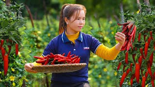 Harvesting Sweet Chili Go To Market Sell, 2 Year Building Farm | Anh Free Bushcraft