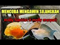 budidaya ikan molly|cross bread molly Sunkist x molly merpati