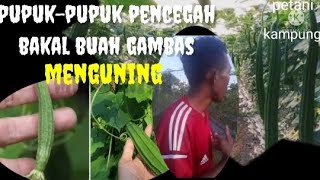 Ternyata ini lah pupuk-pupuk pencegah bakal buah gambas yang menguning
