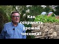 Андрей Туманов: Как сохранить урожай чеснока?