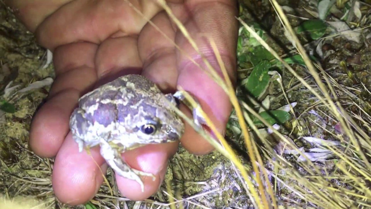 UD I NATUREN - med Patrick: SÆSON 2 - AFSNIT 5 Løgfrøerne fra Lustrup
