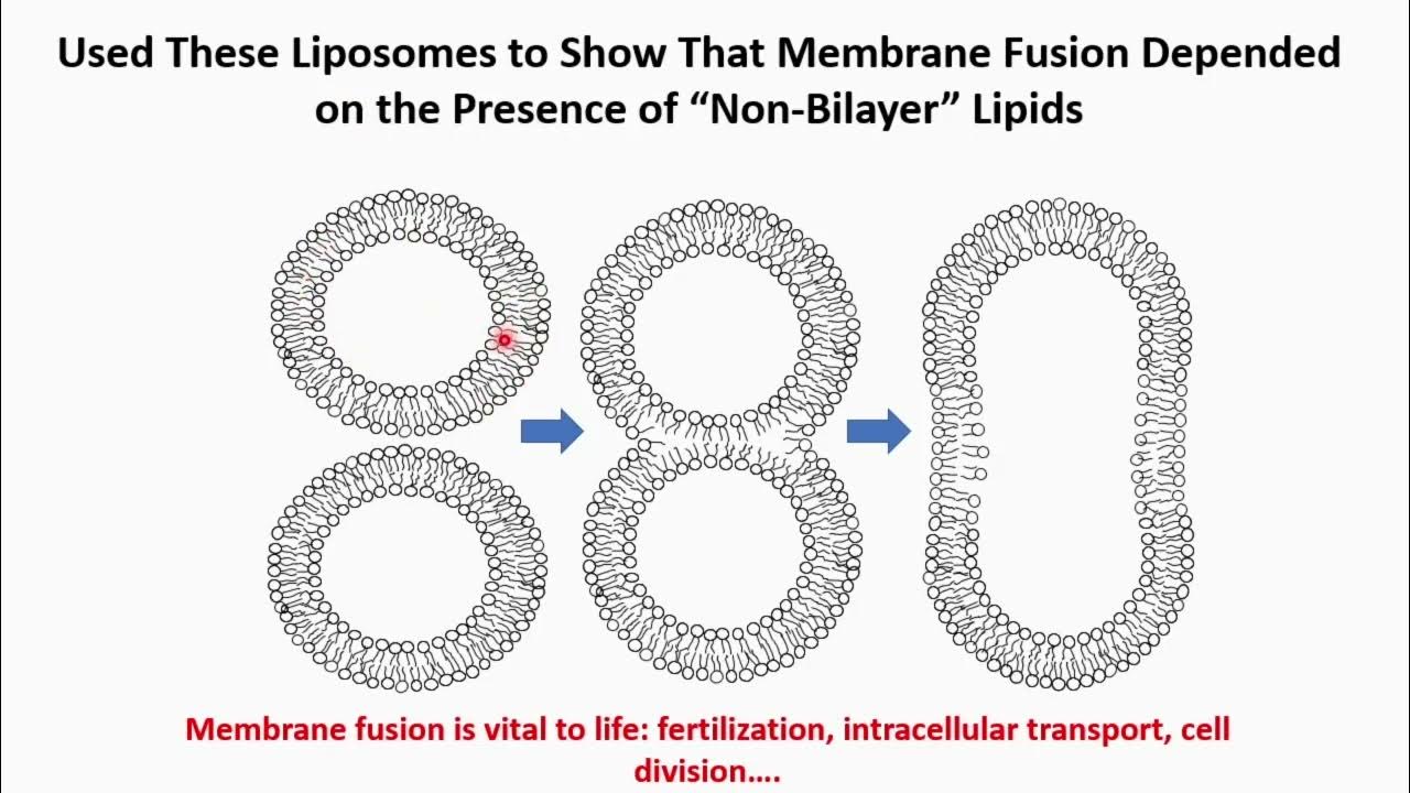 A lipid nanorszecskk feltallja tudta, hogy az mRNS nem marad a karodban