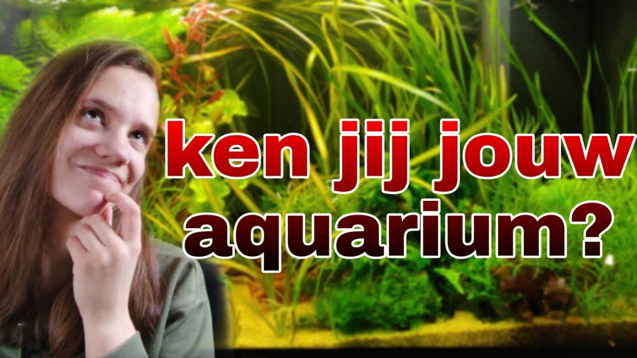 Aquaria en vakantie... als je weer thuis komt. Ken jij jouw aquarium