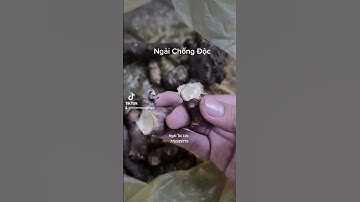 Ngải Chống Độc. #buangai #tamlinh #ngai
