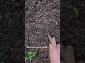 Learn Truffle Hunting in Nature 🌿