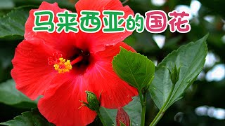 【你知道吗】马来西亚的国花