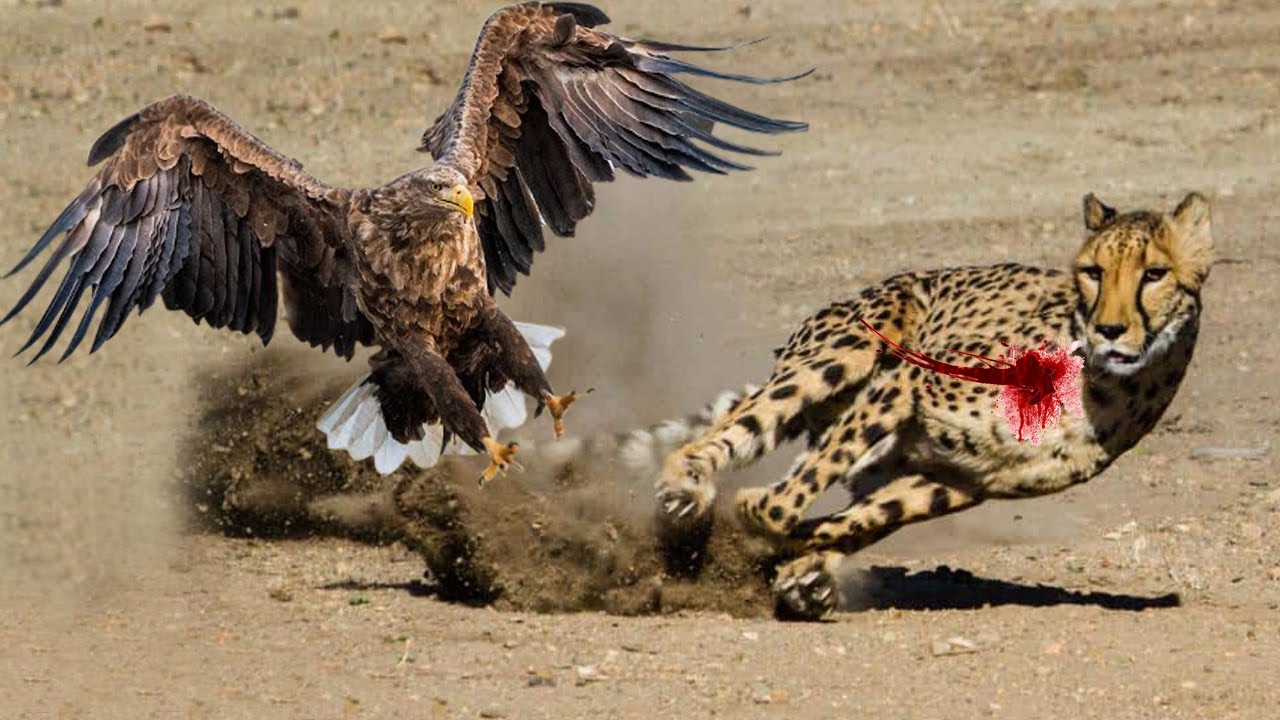 OMG... 20 most amazing eagle attacks ever caught | Deadliest Birds on