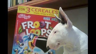 Puppie English Bull Terrier Ingles. Cel 33-1089-6695 &quot;Mr. Froot Loops&quot; how select puppie