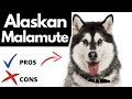 Alaskan Malamute Pros And Cons | The Good AND The Bad!! の動画、YouTube動画。