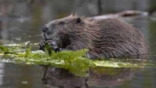 Beaver Joke