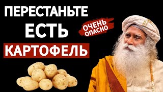 Не ешьте картофель | Советы по здоровью | Пищеварение | Русская мотивация | фут.садгуру