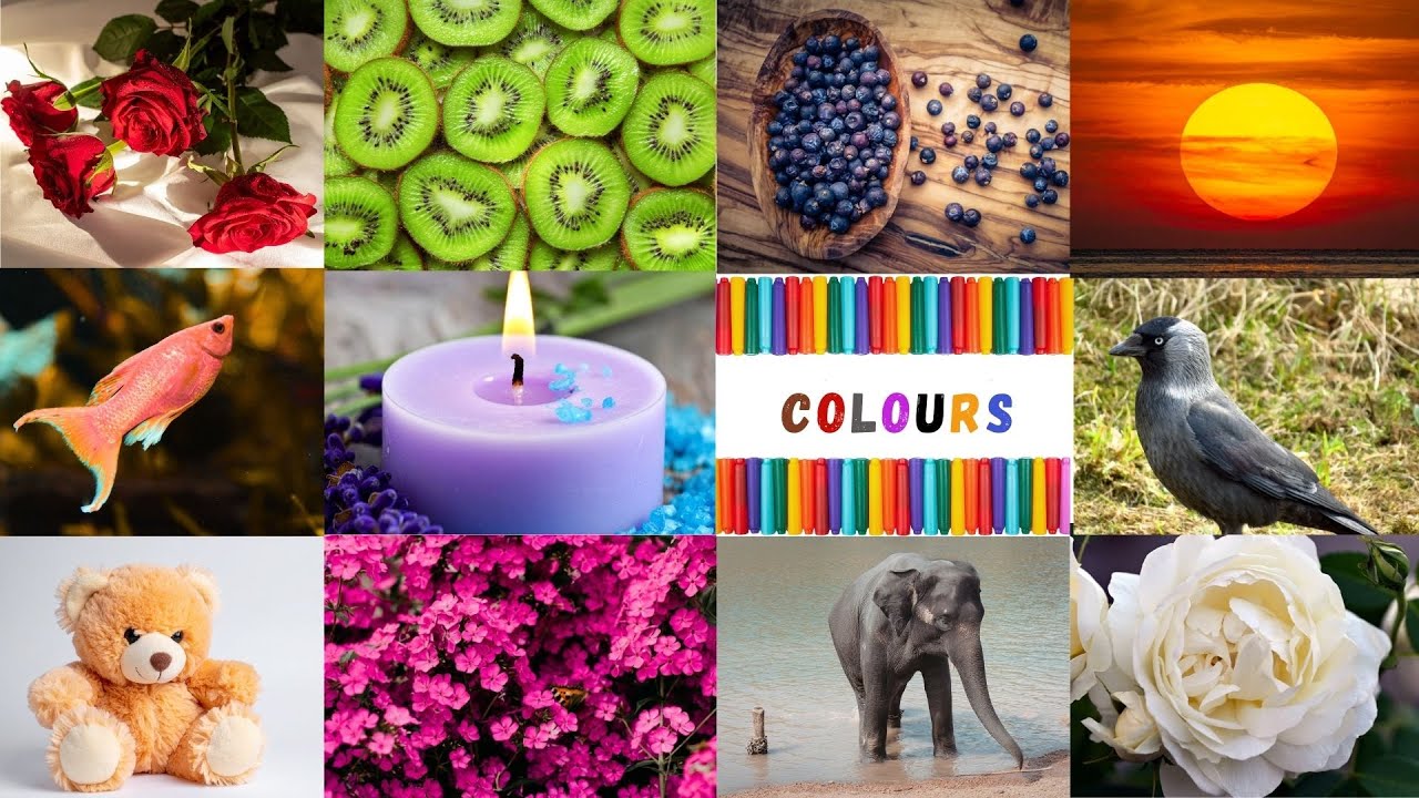 We Love all the Colors! | The Colors Song |Colors Song for Children & Kids | Learn Colors Vocabulary