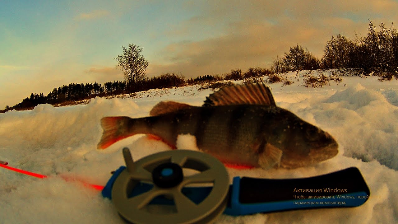 ловля окуня | зимняя рыбалка 2016 | видео ловля