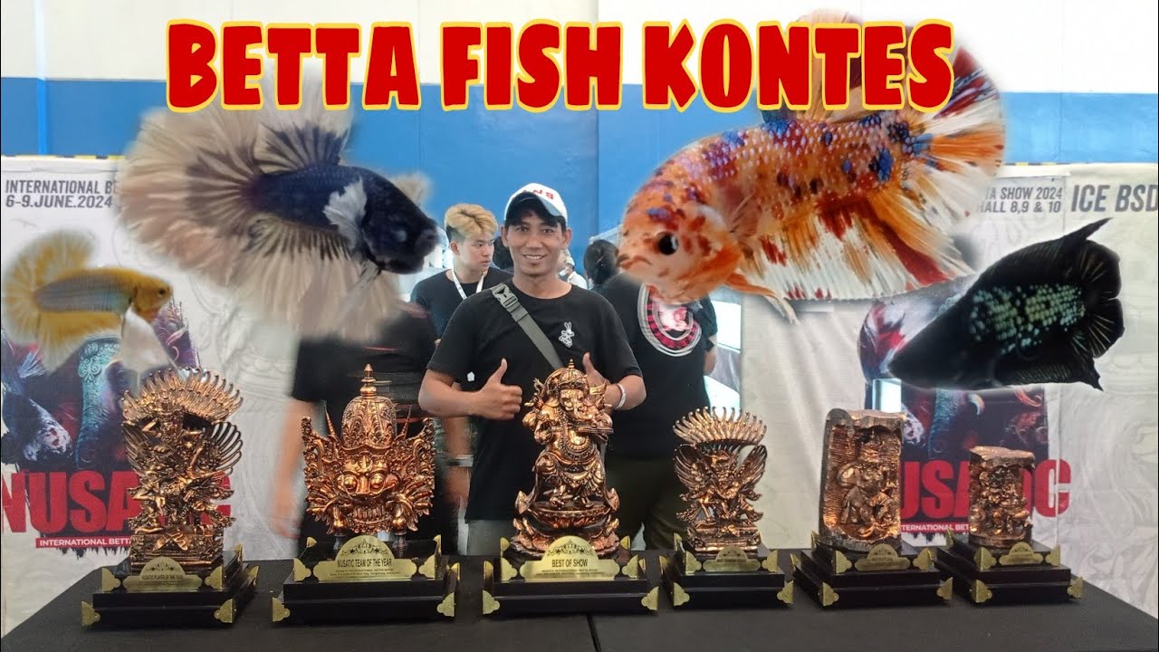 SPILL IKAN CUPANG JUARA DI KONTES NUSATiC 2024 !!