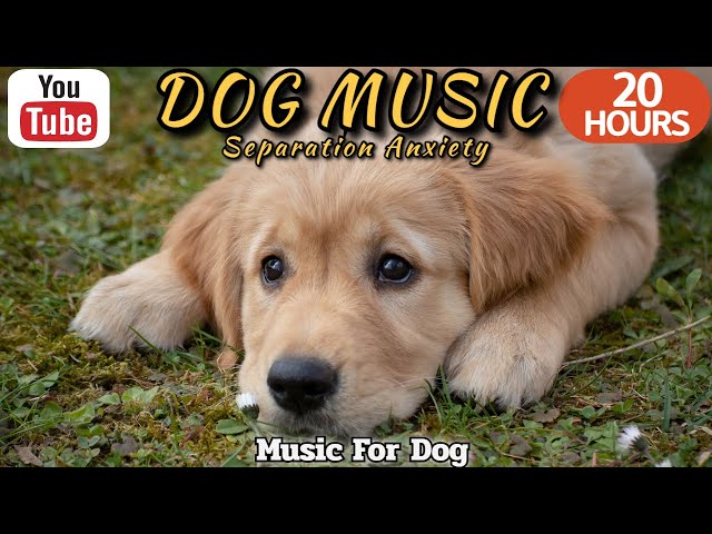 20 HOURS of Dog Calming Music🐶💖Anti Separation Anxiety Relief Music🦮🎵 Dog Relaxation⭐Healingmate class=