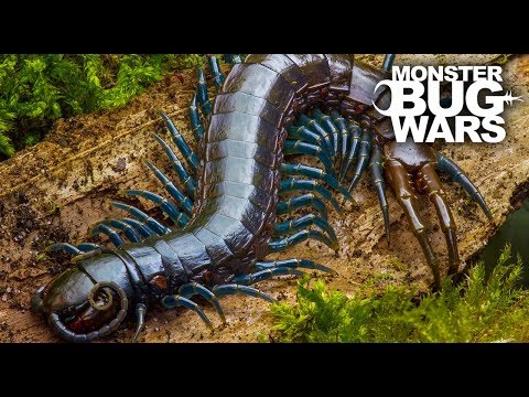 Best Centipede Showdowns | MONSTER BUG WARS