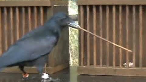 Metatool use in New Caledonian Crow