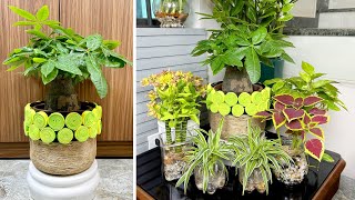 Beautiful and unique, tabletop potted plants bring you luck