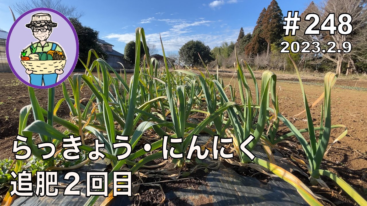 ❤️収穫終了感謝価格甘～いゆうべに大小混バラ詰8k送料込8500 楽天市場】【出荷中】【ご自宅用／訳あり】 送料無料 北海道産