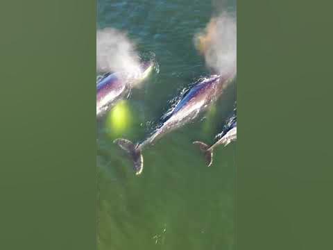 How Big Can Humpback Whales Grow? #shorts #humpbackwhales #shortsfeed #