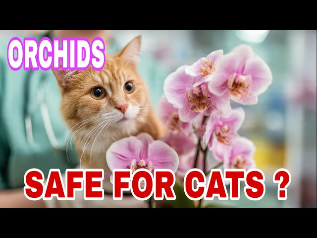Are Orchids POISONOUS to Cats ? - YouTube