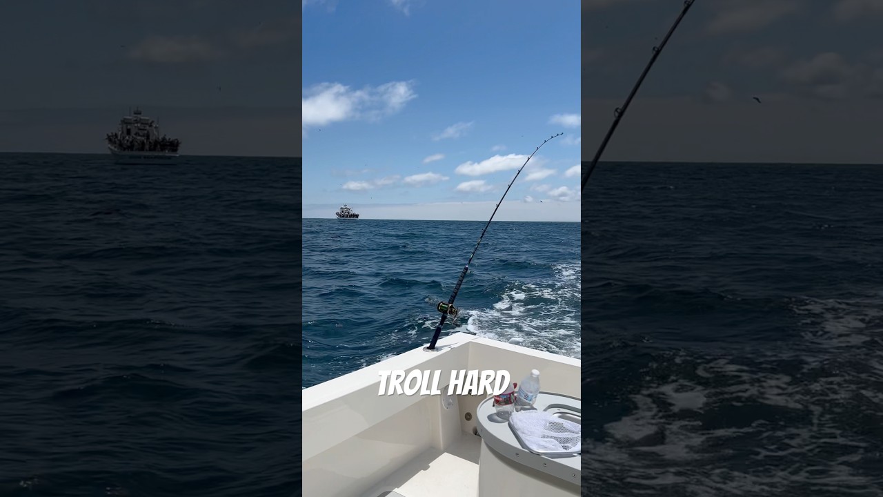 Trollers out! Searching for the elusive La Jolla yellowtail 