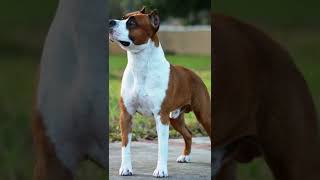 ¿Por qué crearon el American Staffordshire Terrier?