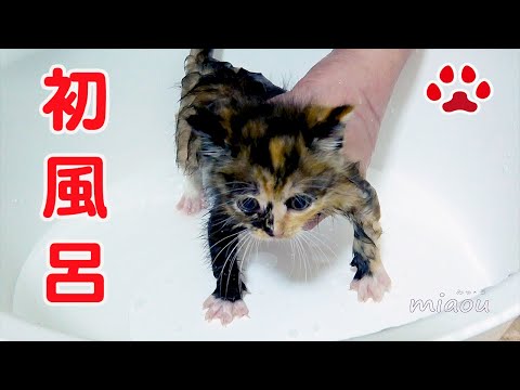 Miaou - YouTube