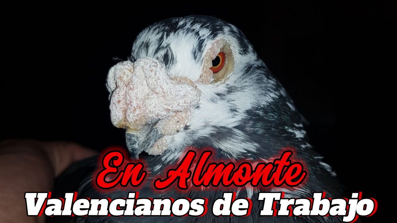 Este PALOMAR tiene el BUCHÓN VALENCIANO que Quieras