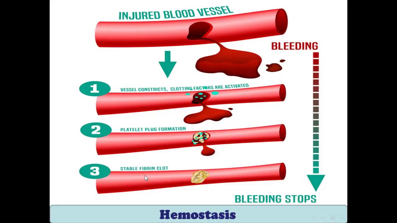 Introduction to hemostasis and blood coagulation مقدمه في توقف النزف وعوامل التجلط