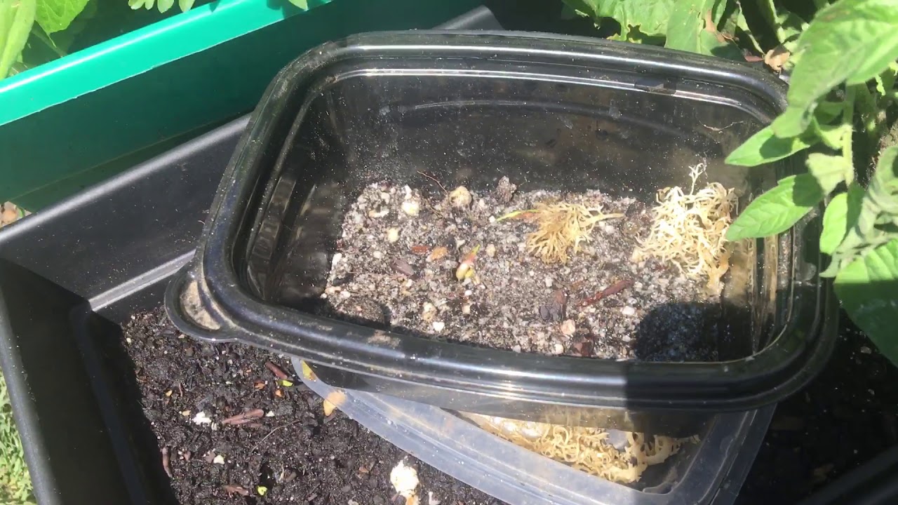 Mango seed germination