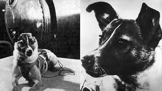 Laika | Uzaya Giden İlk canlı