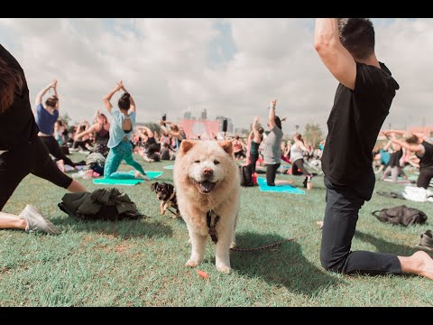 Video: Tone Deaf Frenchie cântă cu plăcere 